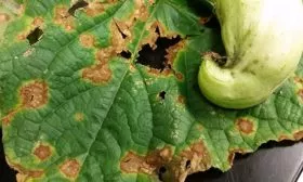 Устойчивость к заболеваниям и вредителям