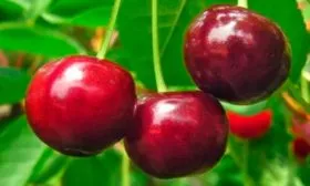 Вкусовые качества и назначение