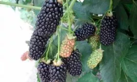 Вкусовые качества ягод