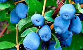 Внешние показатели вида, вкус и аромат