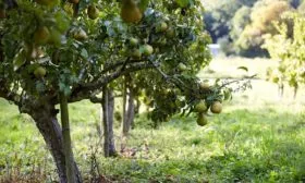 Внешний вид дерева