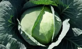 Внешний вид плодов и растения