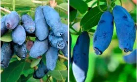 Длинноплодная