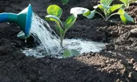 Выращивание и уход 1