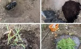 Выращивание и уход