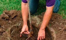 Выращивание и уход