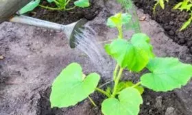 Выращивание и уход