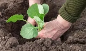 Выращивание и уход