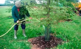 Выращивание и уход2