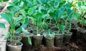 Выращивание рассады