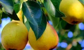 Созревание груши