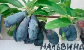 Ягоды и их вкусовые качества