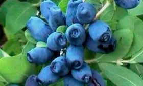 Ягоды и их вкусовые качества