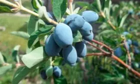 Жимолость Берель