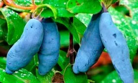 zhimolost-doch-velikana-foto-3