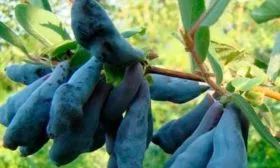 жимолость Дочь великана1