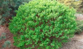 Жимолость Лакомка