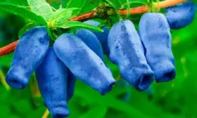 zhimolost-lakomka-saghency