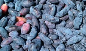 Жимолость Павловская