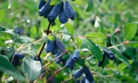 Жимолость Съедобная Мальвина