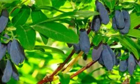 zhimolost-siniy-utes-