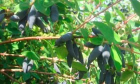 жимолость Восторг