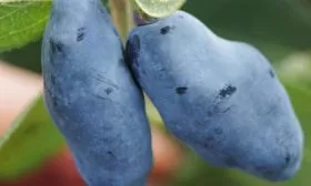 zhimolost-vostorg-ягоды