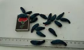 Zhimolost_sort_Siniy_utes