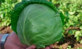 Химический состав