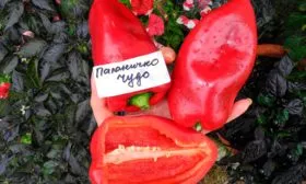 Применение