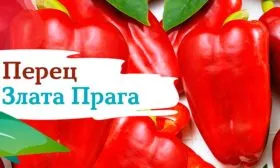 Злата прага перец