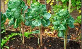 Выращивание