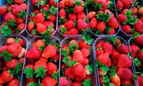 Сбор урожая