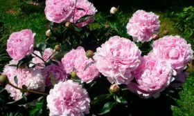 Сара Бернар