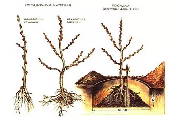 Особенности посадки