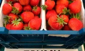 Клубника прими