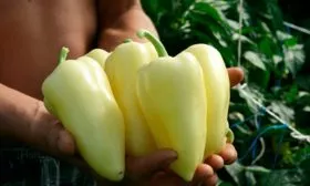 Сбор урожая