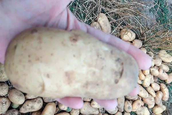 Размер картофеля