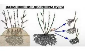 Деление куста