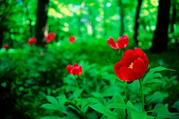 Банатский (Paeonia banatica)