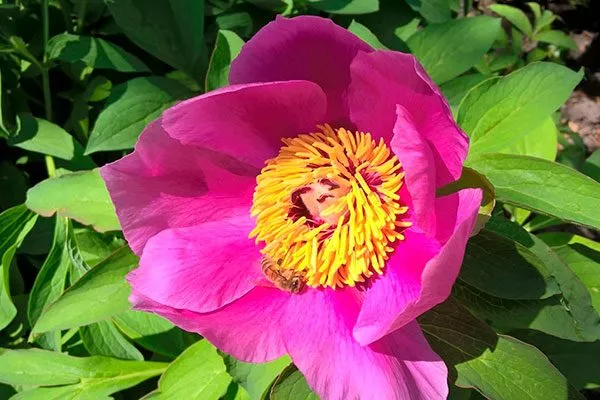 Бараний (Paeonia arietina)