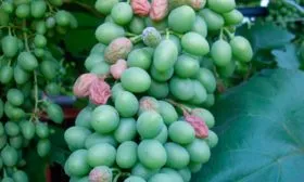 Белая гниль