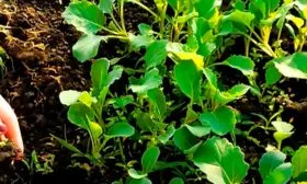 Безрассадный метод