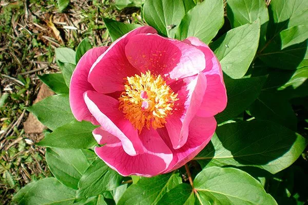 Бротери (Paeonia broteri)