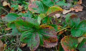 Бурая пятнистость