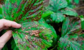 бурая пятнистость