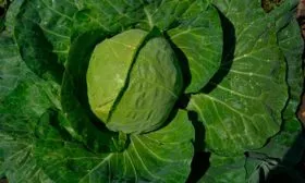 Сроки созревание