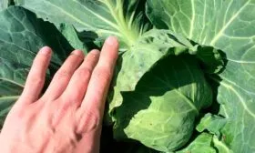 Созревание