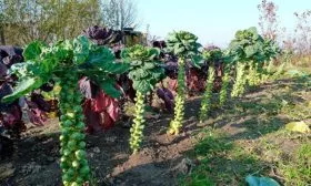 Розелла в ОГ