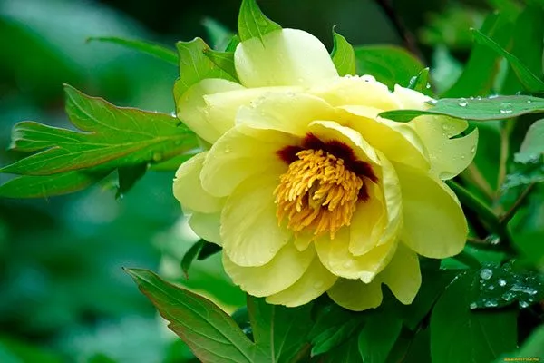 Делавея (Paeonia delavayi)1